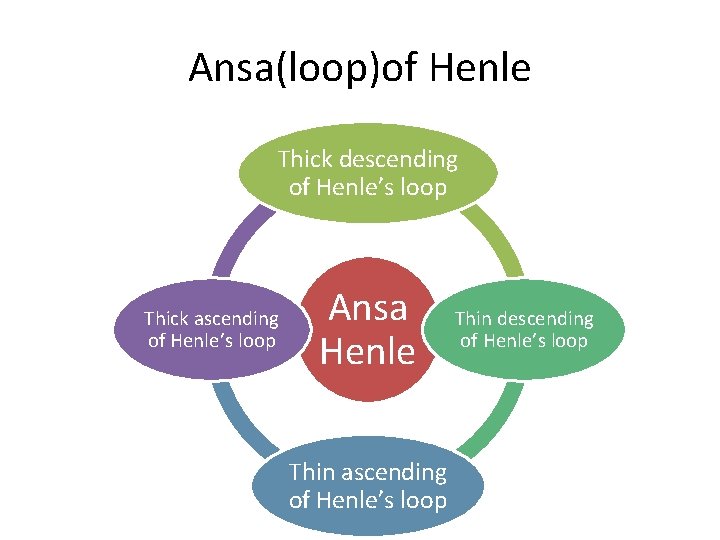 Ansa(loop)of Henle Thick descending of Henle’s loop Thick ascending of Henle’s loop Ansa Henle