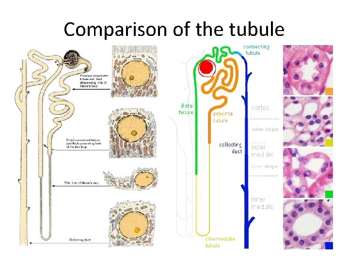 Comparison of the tubule 