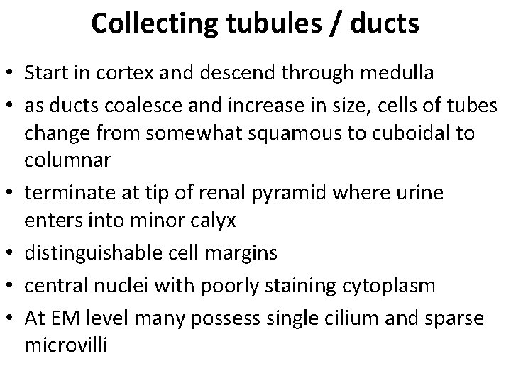 Collecting tubules / ducts • Start in cortex and descend through medulla • as
