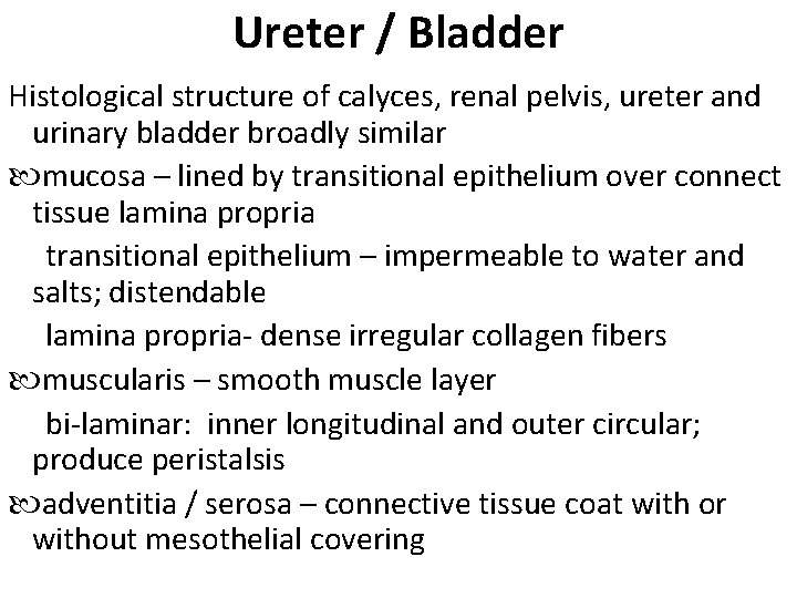Ureter / Bladder Histological structure of calyces, renal pelvis, ureter and urinary bladder broadly