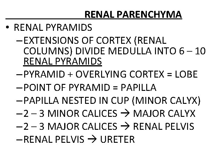 RENAL PARENCHYMA • RENAL PYRAMIDS – EXTENSIONS OF CORTEX (RENAL COLUMNS) DIVIDE MEDULLA INTO