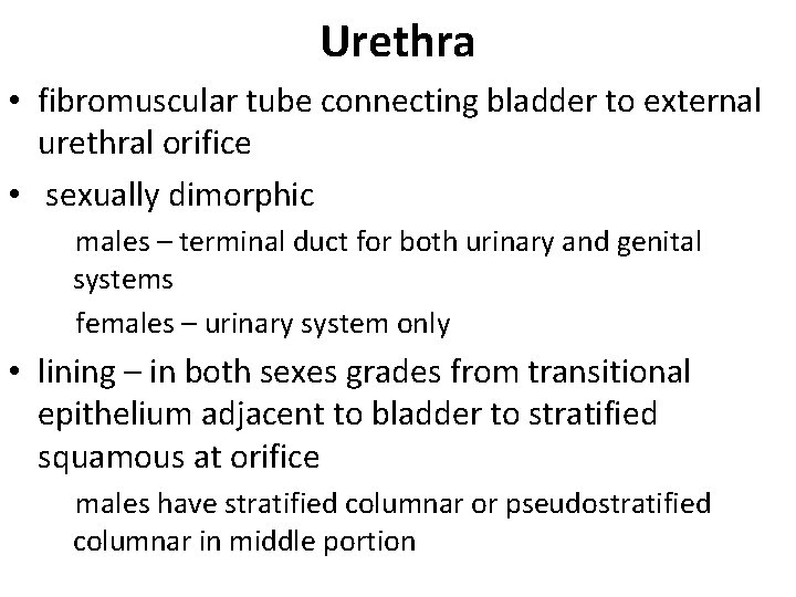 Urethra • fibromuscular tube connecting bladder to external urethral orifice • sexually dimorphic males
