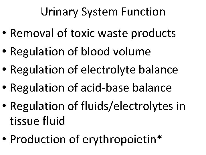 Urinary System Function • Removal of toxic waste products • Regulation of blood volume