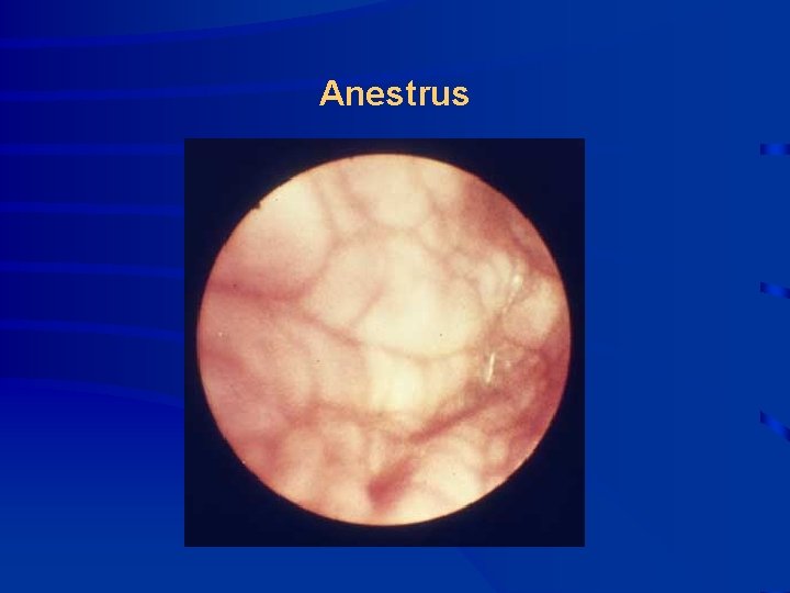 Anestrus 