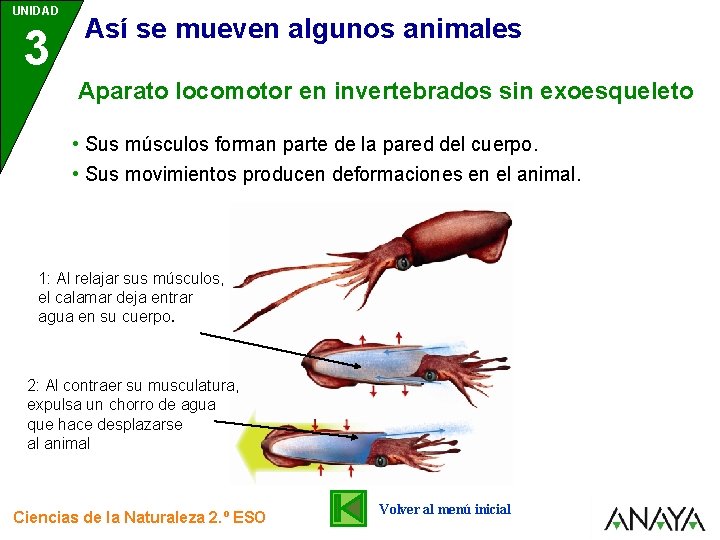 UNIDAD 3 Así se mueven algunos animales Aparato locomotor en invertebrados sin exoesqueleto •