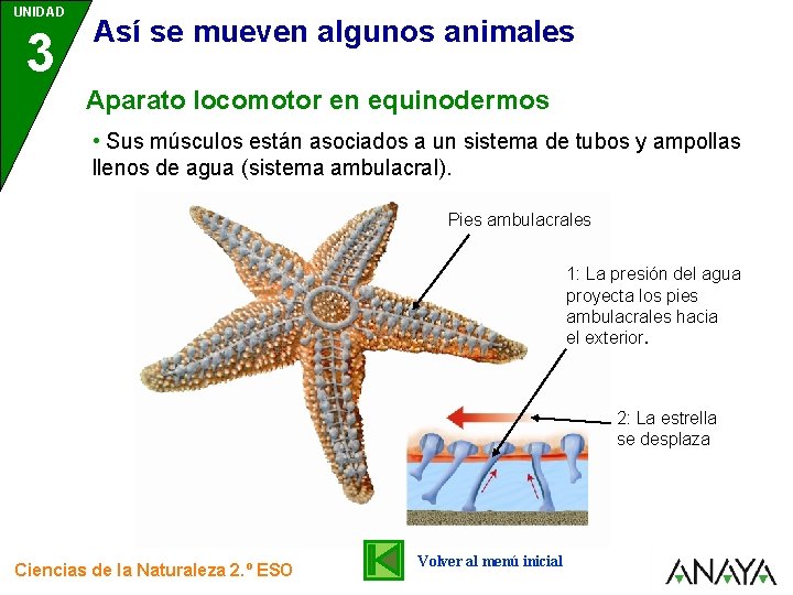 UNIDAD 3 Así se mueven algunos animales Aparato locomotor en equinodermos • Sus músculos