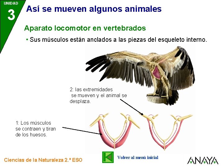 UNIDAD 3 Así se mueven algunos animales Aparato locomotor en vertebrados • Sus músculos