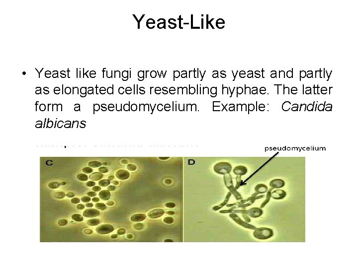 Yeast-Like • Yeast like fungi grow partly as yeast and partly as elongated cells