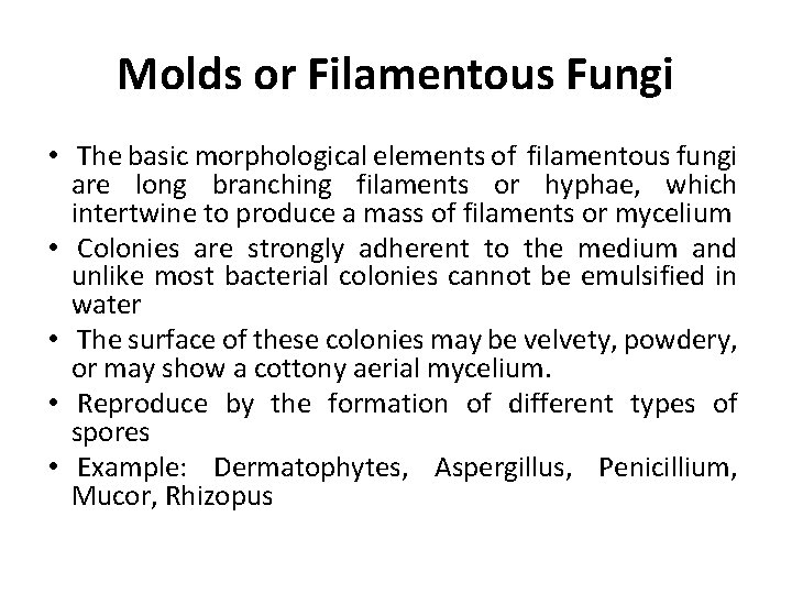 Molds or Filamentous Fungi • The basic morphological elements of filamentous fungi are long