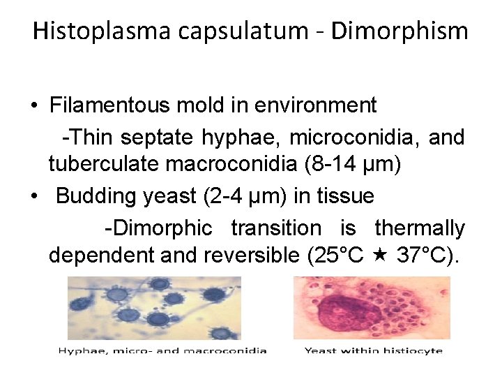 Histoplasma capsulatum - Dimorphism • Filamentous mold in environment -Thin septate hyphae, microconidia, and