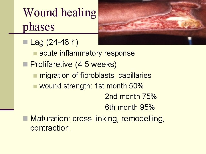 Wound healing phases n Lag (24 -48 h) n acute inflammatory response n Prolifaretive