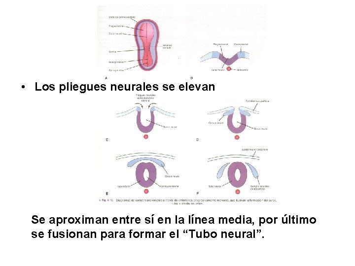  • Los pliegues neurales se elevan Se aproximan entre sí en la línea