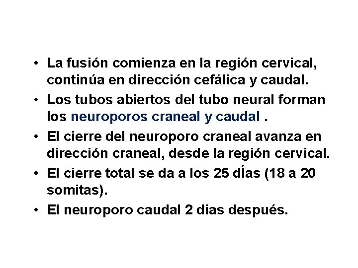  • La fusión comienza en la región cervical, continúa en dirección cefálica y