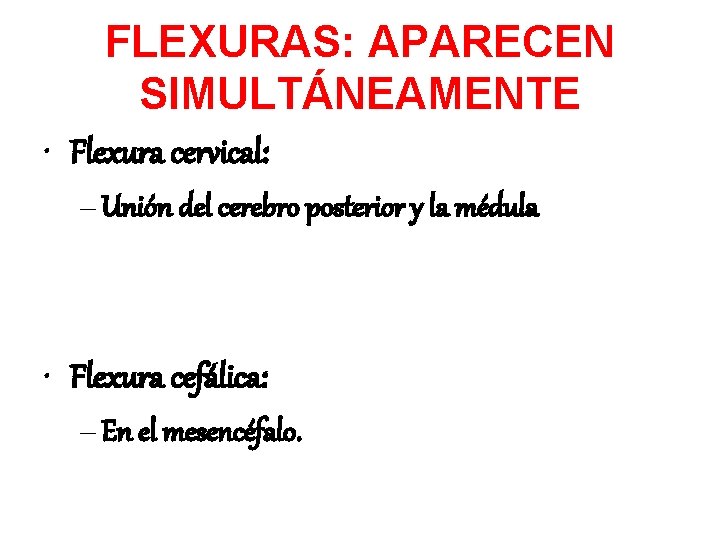 FLEXURAS: APARECEN SIMULTÁNEAMENTE • Flexura cervical: – Unión del cerebro posterior y la médula