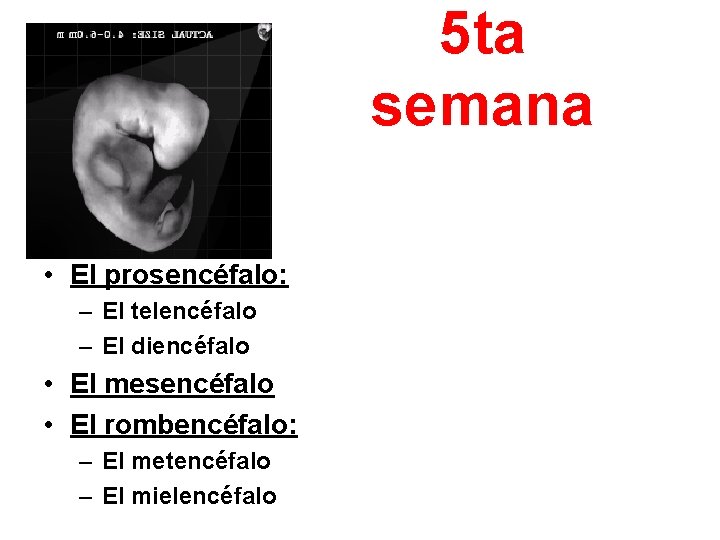 5 ta semana • El prosencéfalo: – El telencéfalo – El diencéfalo • El