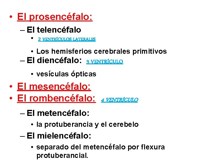  • El prosencéfalo: – El telencéfalo • 2 VENTRÍCULOS LATERALES • Los hemisferios