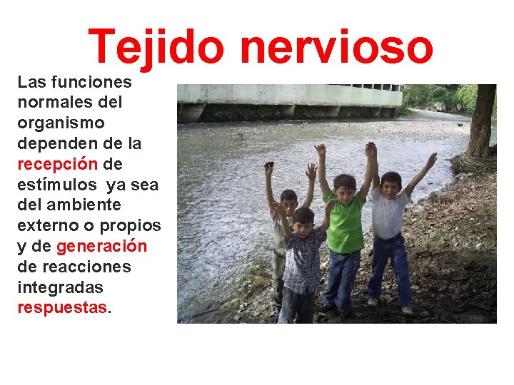 Tejido nervioso Las funciones normales del organismo dependen de la recepción de estímulos ya