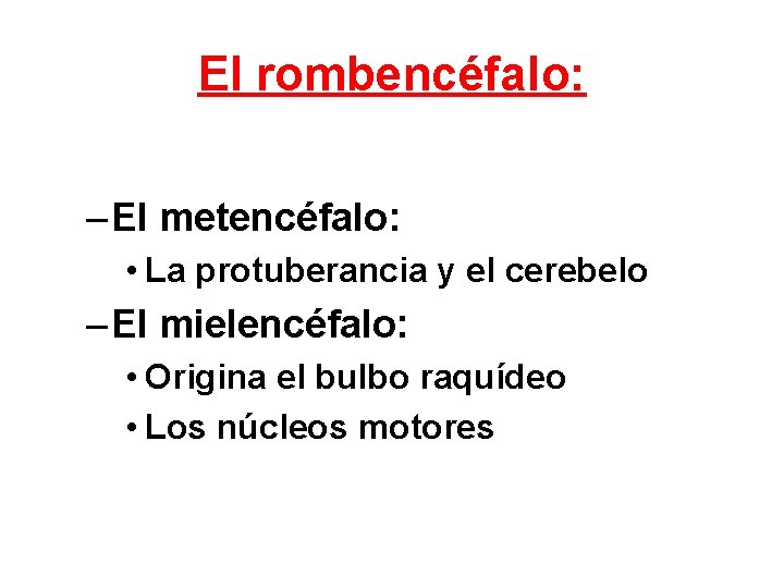 El rombencéfalo: – El metencéfalo: • La protuberancia y el cerebelo – El mielencéfalo: