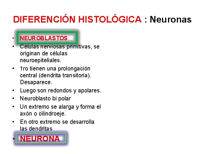 DIFERENCIÓN HISTOLÓGICA : Neuronas • NEUROBLASTOS • Células nerviosas primitivas, se originan de células