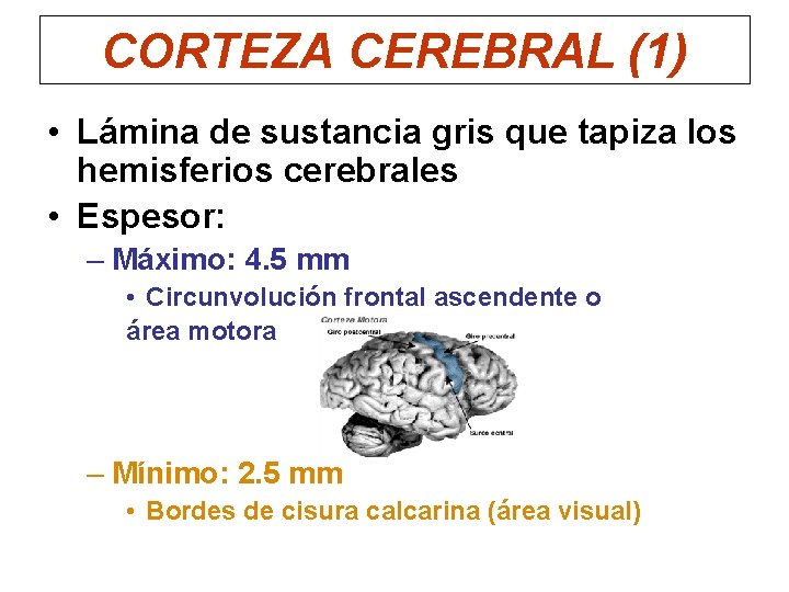 CORTEZA CEREBRAL (1) • Lámina de sustancia gris que tapiza los hemisferios cerebrales •