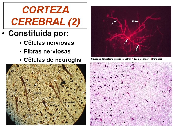 CORTEZA CEREBRAL (2) • Constituida por: • Células nerviosas • Fibras nerviosas • Células