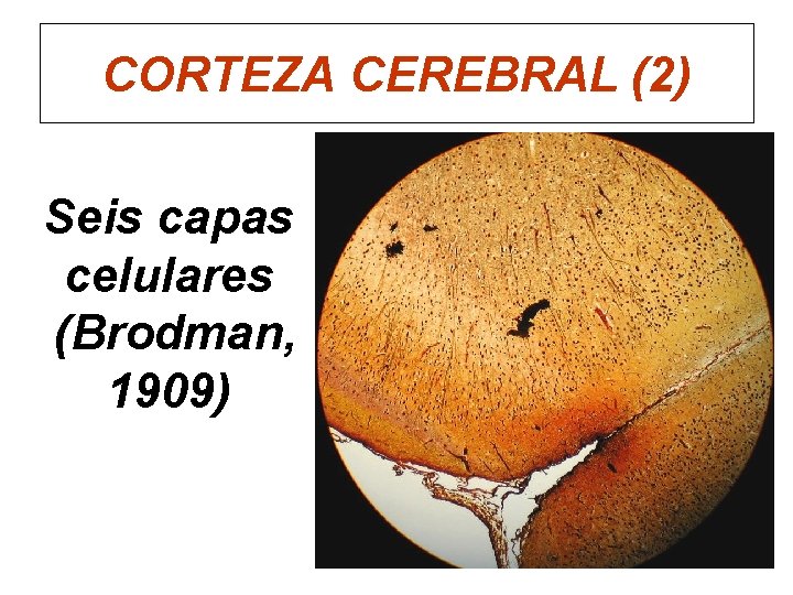 CORTEZA CEREBRAL (2) Seis capas celulares (Brodman, 1909) 