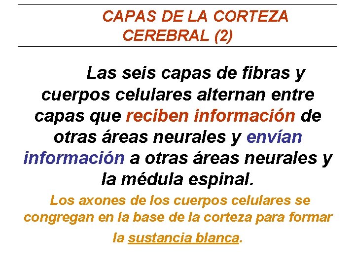 CAPAS DE LA CORTEZA CEREBRAL (2) Las seis capas de fibras y cuerpos celulares