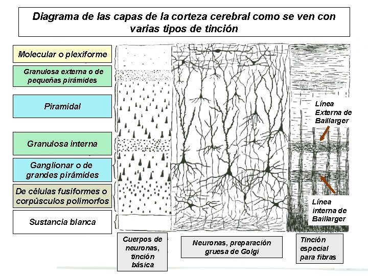 Diagrama de las capas de la corteza cerebral como se ven con varias tipos