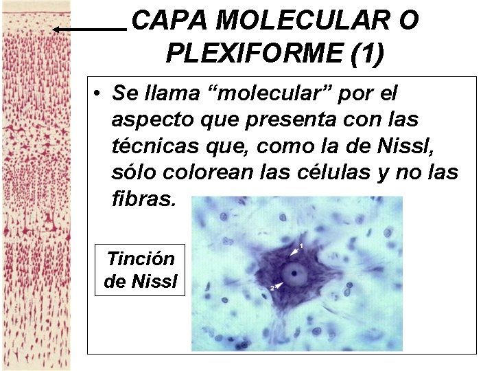 CAPA MOLECULAR O PLEXIFORME (1) • Se llama “molecular” por el aspecto que presenta