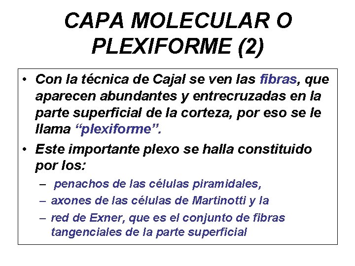 CAPA MOLECULAR O PLEXIFORME (2) • Con la técnica de Cajal se ven las