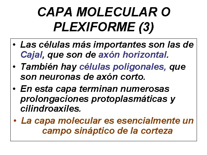 CAPA MOLECULAR O PLEXIFORME (3) • Las células más importantes son las de Cajal,