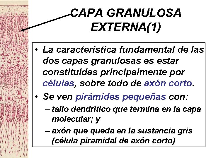 CAPA GRANULOSA EXTERNA(1) • La característica fundamental de las dos capas granulosas es estar