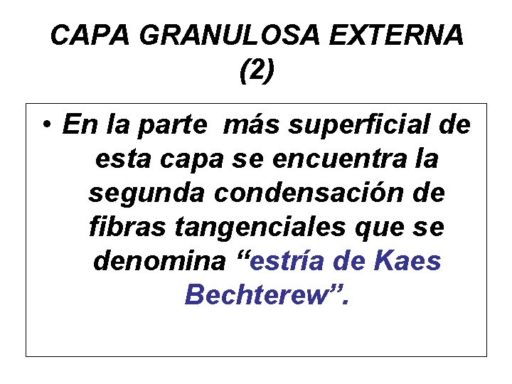 CAPA GRANULOSA EXTERNA (2) • En la parte más superficial de esta capa se
