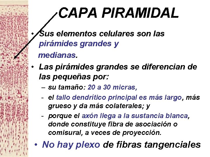 CAPA PIRAMIDAL • Sus elementos celulares son las pirámides grandes y medianas. • Las