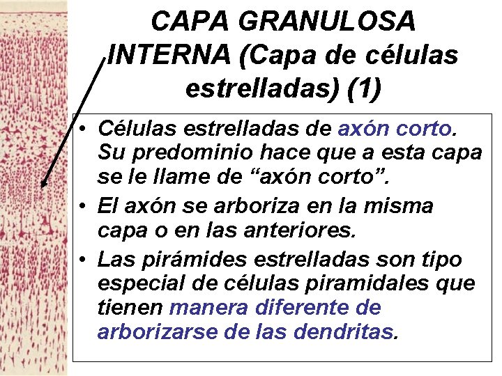 CAPA GRANULOSA INTERNA (Capa de células estrelladas) (1) • Células estrelladas de axón corto.