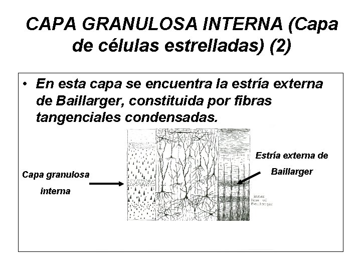CAPA GRANULOSA INTERNA (Capa de células estrelladas) (2) • En esta capa se encuentra
