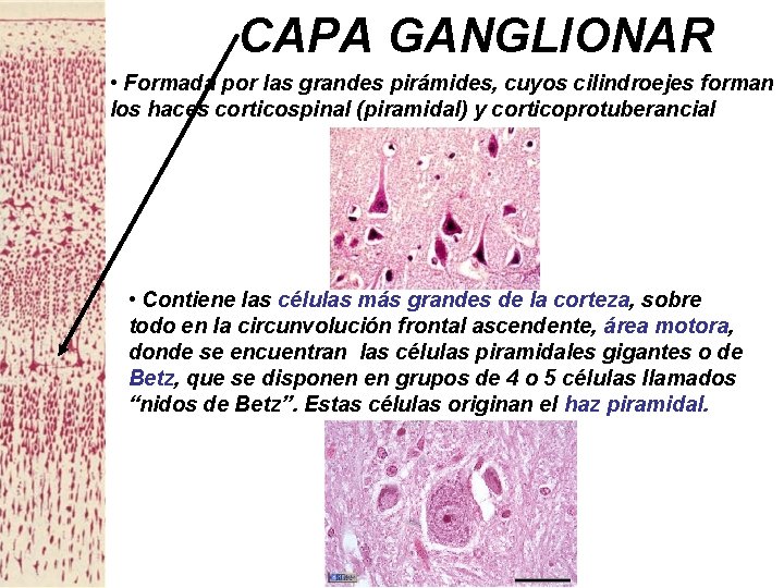 CAPA GANGLIONAR • Formada por las grandes pirámides, cuyos cilindroejes forman los haces corticospinal