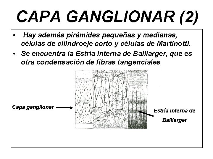 CAPA GANGLIONAR (2) • Hay además pirámides pequeñas y medianas, células de cilindroeje corto