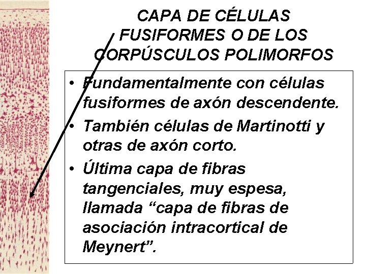 CAPA DE CÉLULAS FUSIFORMES O DE LOS CORPÚSCULOS POLIMORFOS • Fundamentalmente con células fusiformes