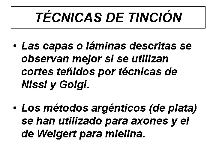 TÉCNICAS DE TINCIÓN • Las capas o láminas descritas se observan mejor si se