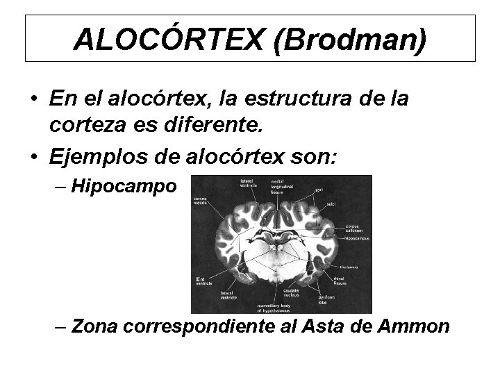 ALOCÓRTEX (Brodman) • En el alocórtex, la estructura de la corteza es diferente. •