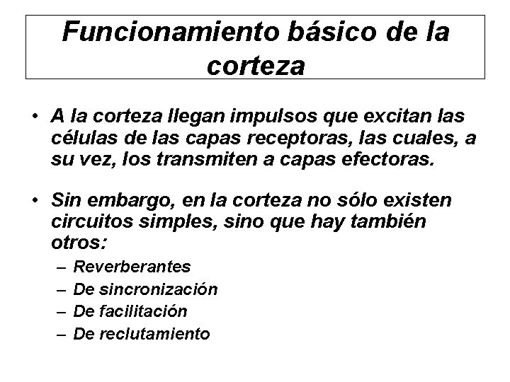 Funcionamiento básico de la corteza • A la corteza llegan impulsos que excitan las