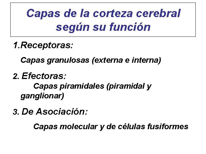 Capas de la corteza cerebral según su función 1. Receptoras: Capas granulosas (externa e