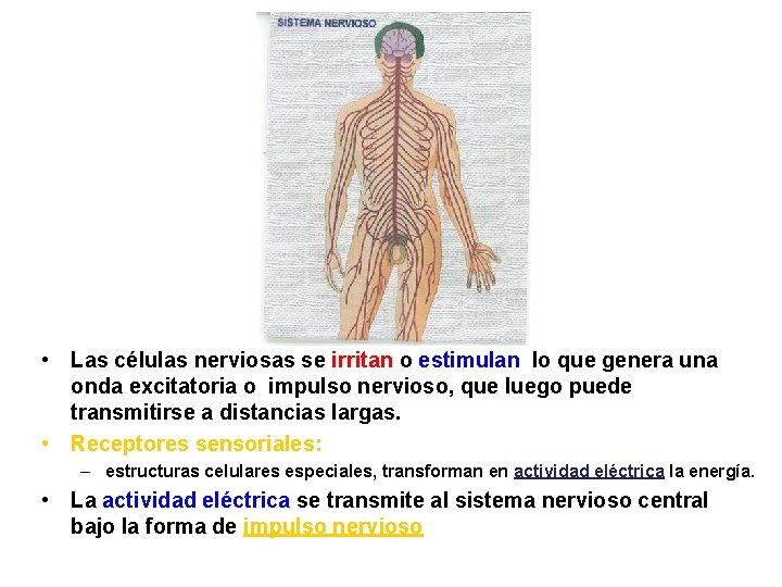  • Las células nerviosas se irritan o estimulan lo que genera una onda