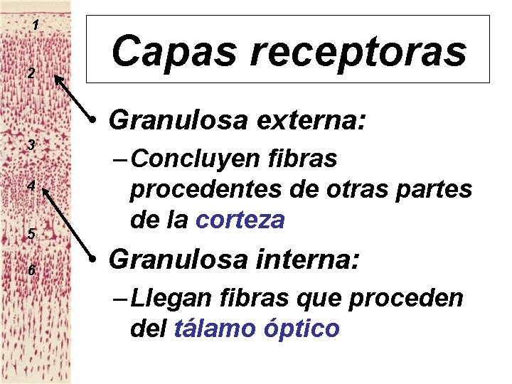 1 2 Capas receptoras • Granulosa externa: 3 4 5 6 – Concluyen fibras