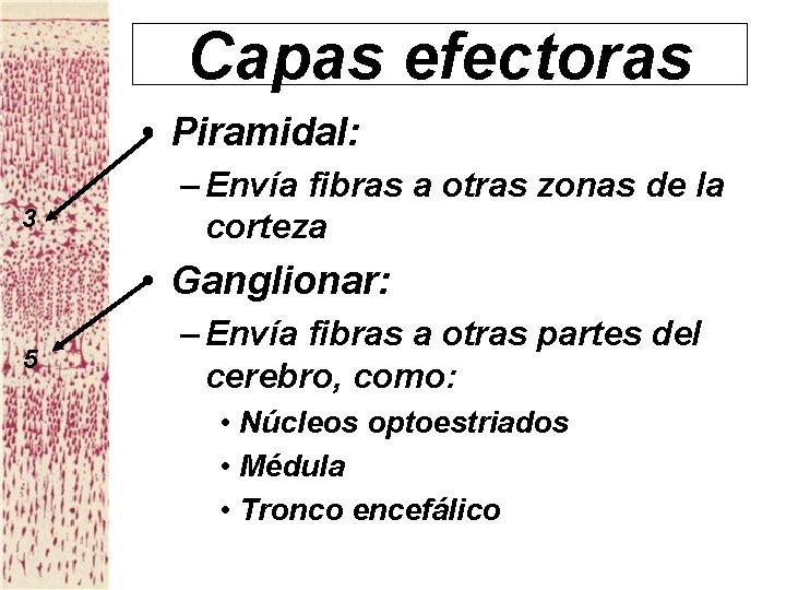 Capas efectoras • Piramidal: 3 – Envía fibras a otras zonas de la corteza