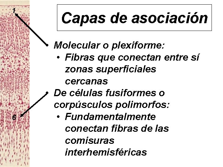 1 6 Capas de asociación • Molecular o plexiforme: • Fibras que conectan entre