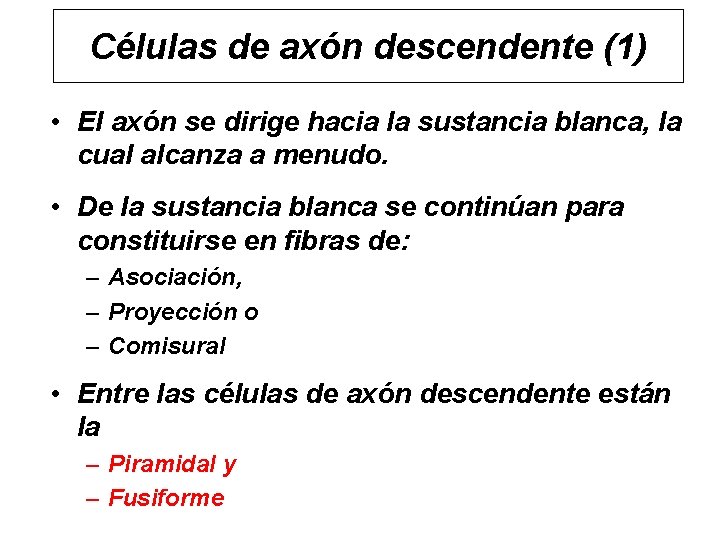 Células de axón descendente (1) • El axón se dirige hacia la sustancia blanca,