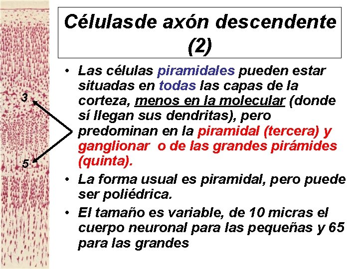 Célulasde axón descendente (2) 3 5 • Las células piramidales pueden estar situadas en