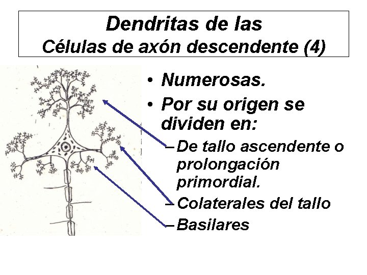 Dendritas de las Células de axón descendente (4) • Numerosas. • Por su origen